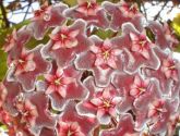 Hoya Pubicalyx  (Flor de Cera) Vermelha