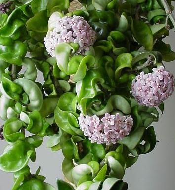 Hoya Compacta simples