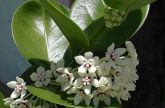 Hoya Australis