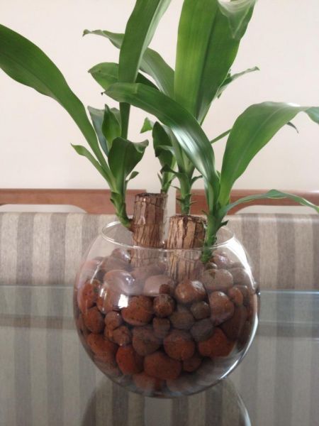 Vaso de vidro para centro de mesa com pau d agua - MudasVivas - Boutique de  plantas