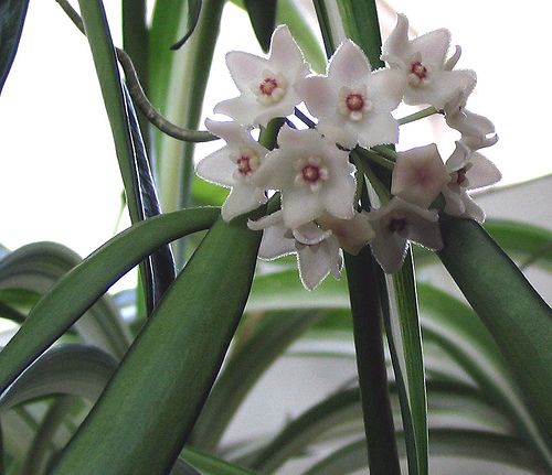 Hoya Shepherdii