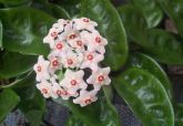 Hoya Krinkle 8