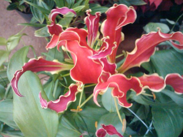 Gloriosa