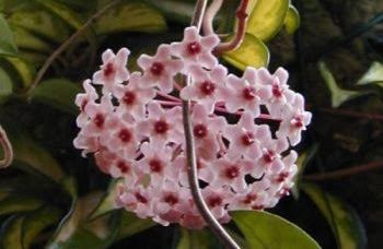 Hoya Carnosa adulta (Flor de Cera) sem flor