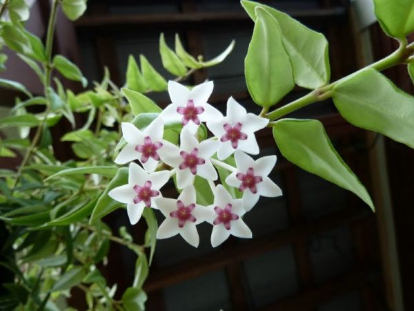 Hoya Bella