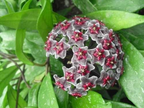 Hoya red button(negra)